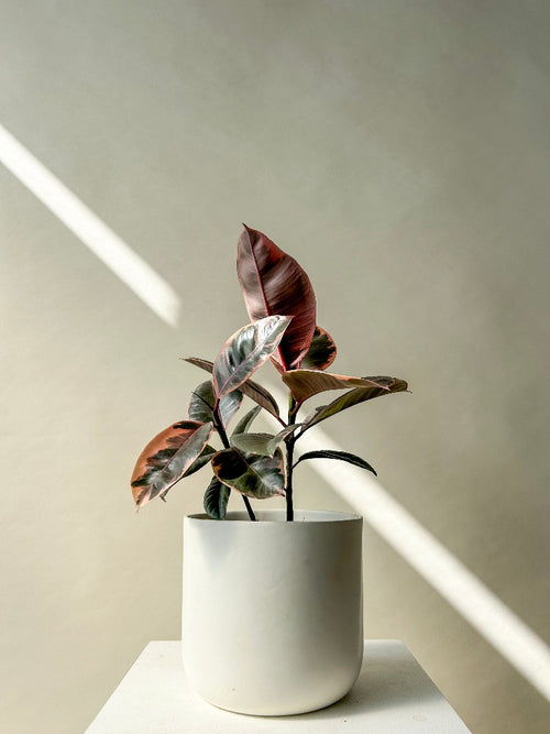 Ficus 'Rubber' Plant