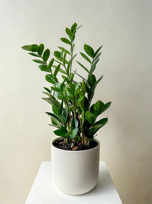 Vancouver Plants - Vancouver Plant Delivery