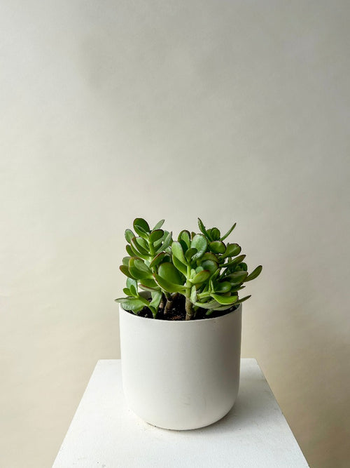 Vancouver Plants - Vancouver Plant Delivery