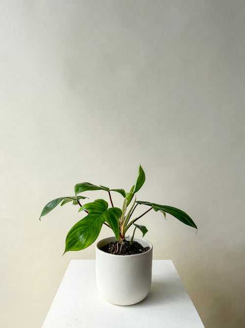 Vancouver Plants - Vancouver Plant Delivery