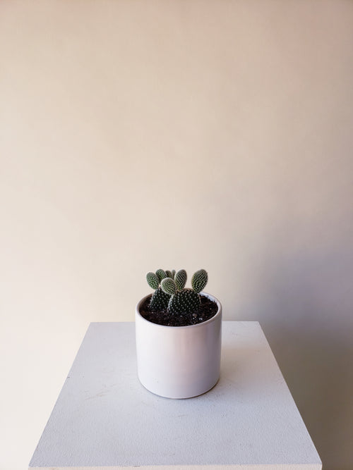 Bunny Ear Cactus