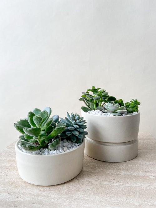 Vancouver Succulent Plant - Vancouver Plant Delivery