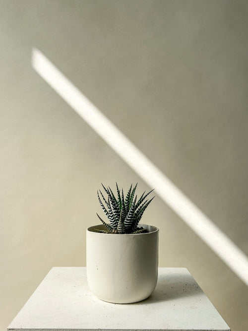 Vancouver Haworthia Plant - Vancouver Plant Delivery