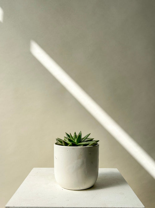 Vancouver Plants - Vancouver Plant Delivery