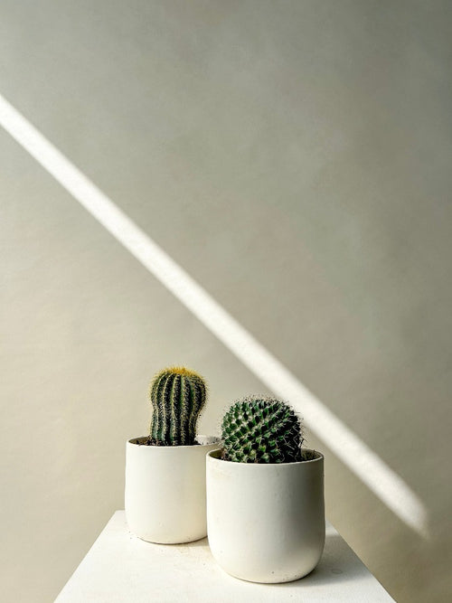 Vancouver Cactus Plant - Vancouver Plant Delivery