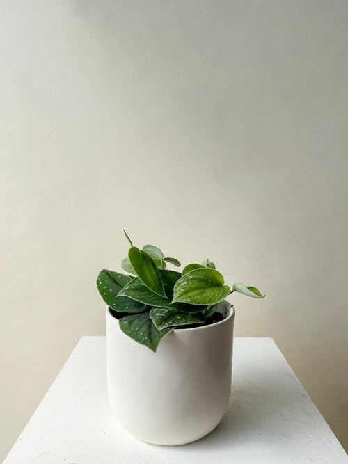 Vancouver Plants - Vancouver Plant Delivery