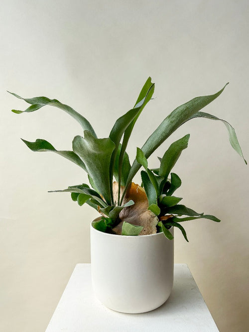 Vancouver Plants - Vancouver Plant Delivery