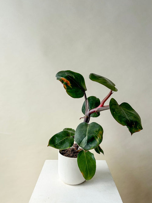 Vancouver Plants - Vancouver Plant Delivery