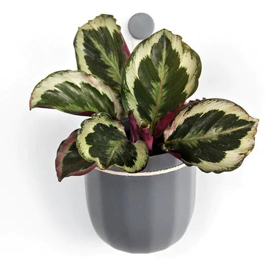 WallyGrow Loop Planters
