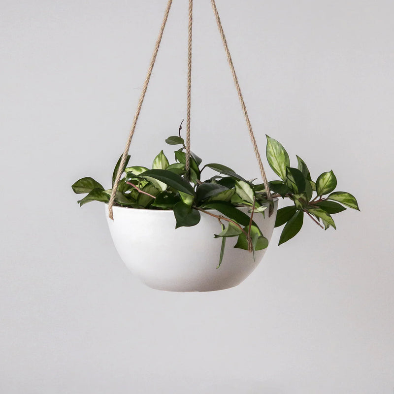 KANSO 10" Signature Stone Hanging Planter