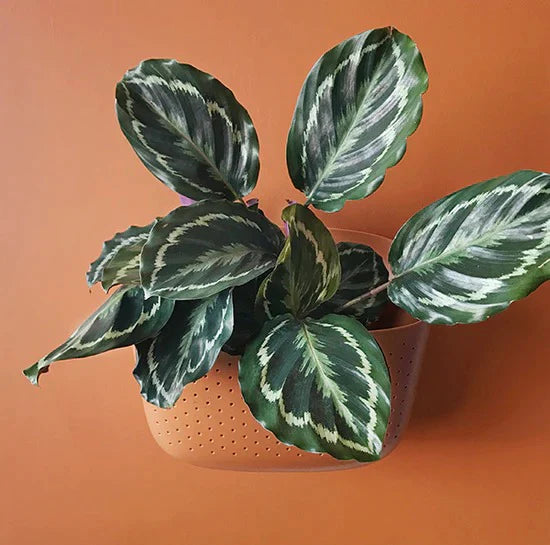 WallyGrow Eco Wall Planters