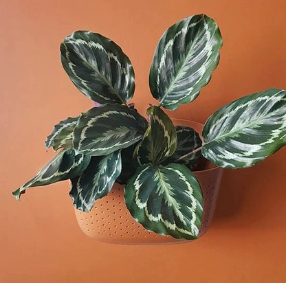 WallyGrow Eco Wall Planters