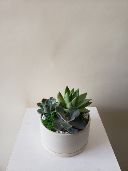 Succulent Mini Garden
