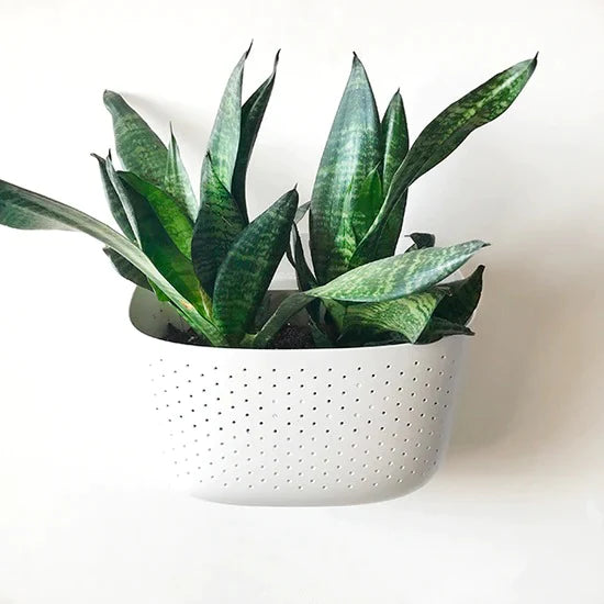 WallyGrow Eco Wall Planters