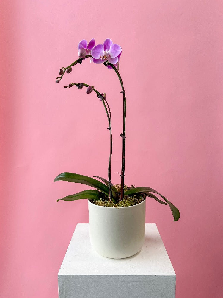 Vancouver Valentine's Flower Delivery - Vancouver Florist