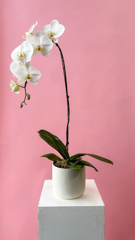 Vancouver Valentine's Flower Delivery - Vancouver Florist - white orchid