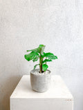 Calathea Plant - Vancouver Plant Delivery