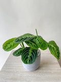 Lemon Maranta