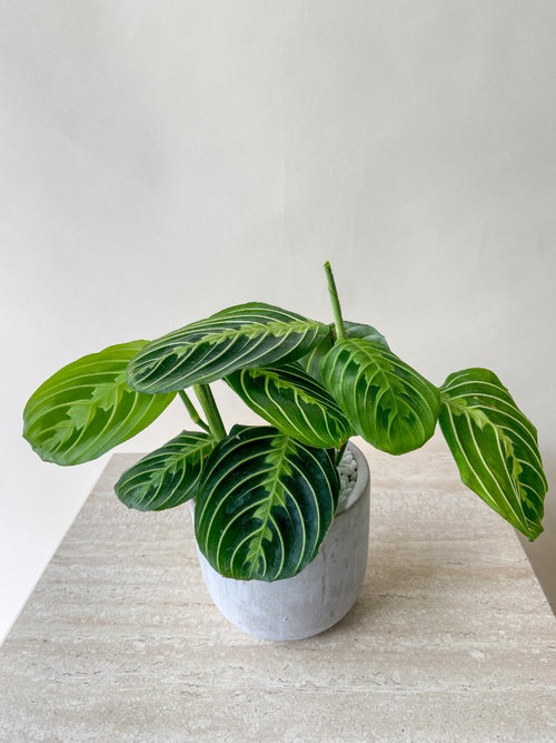 Lemon Maranta