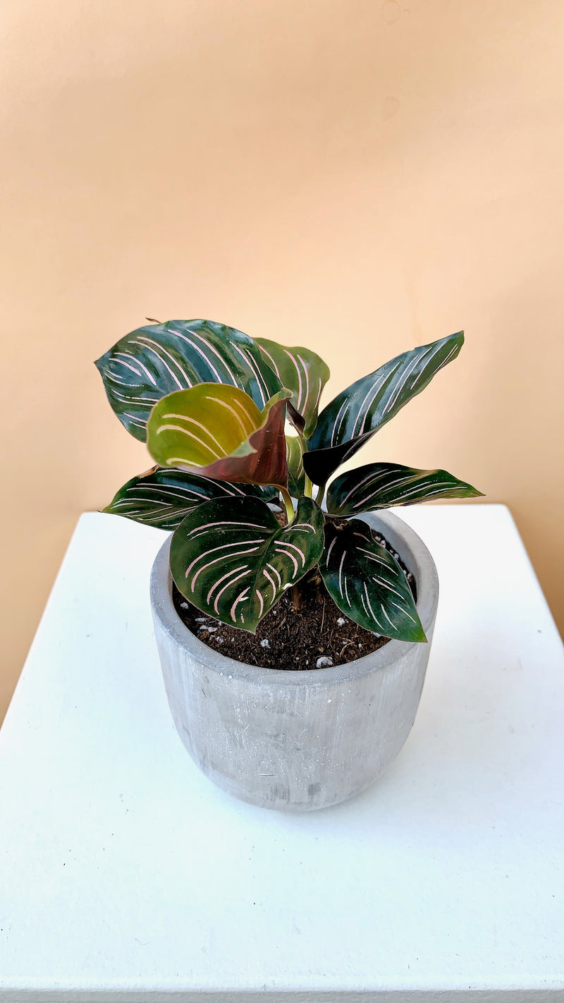 Calathea Plant