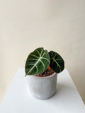Alocasia Plant - Black Velvet