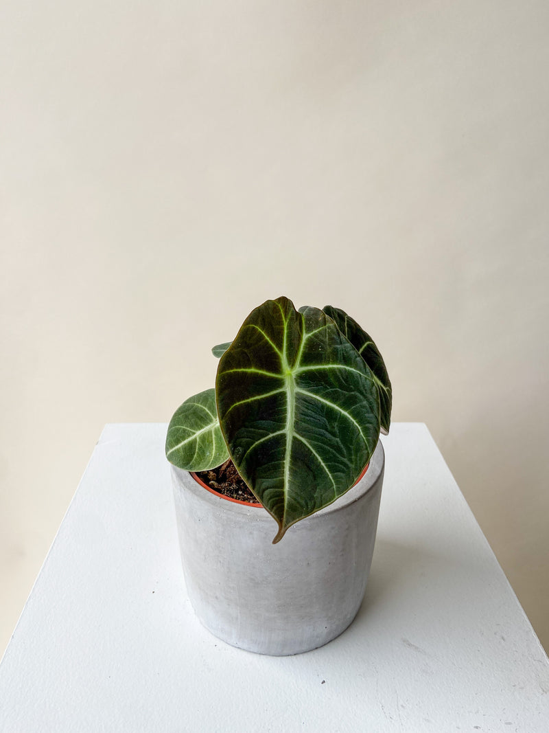 Alocasia Plant - Black Velvet