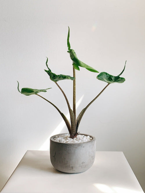 Alocasia Plant - Stingray