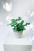 Vancouver Maiden Hair Fern - Vancouver Plant Delivery