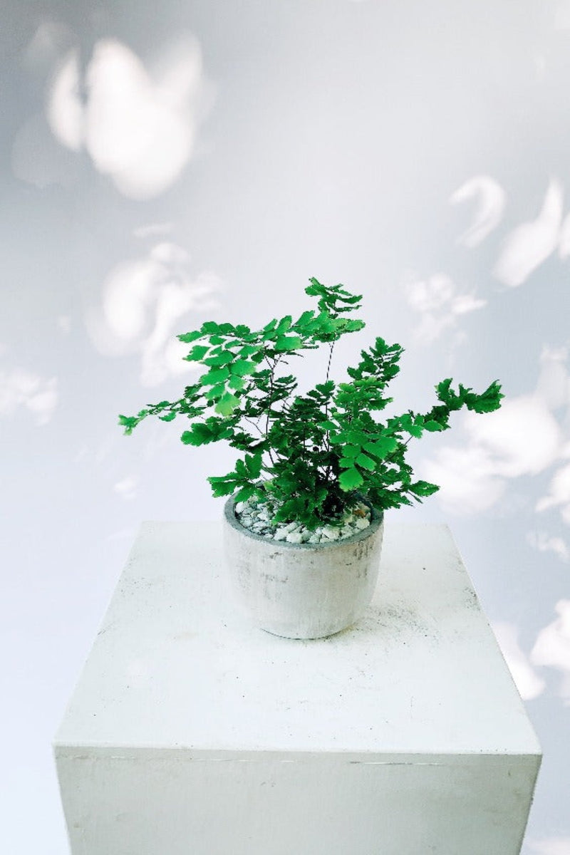 Vancouver Maiden Hair Fern - Vancouver Plant Delivery