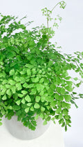 Maidenhair Fern