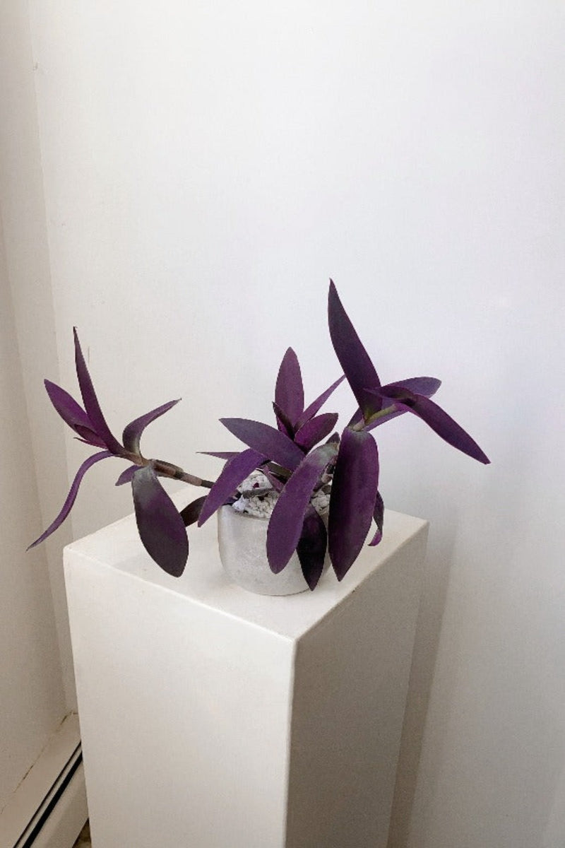 Vancouver Purple Heart Plant - Vancouver Plant Delivery